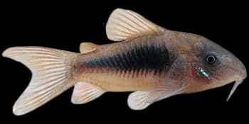 侧斑兵鲶（Corydoras aeneus）图片
