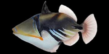叉斑锉鳞鲀（Rhinecanthus aculeatus）图片