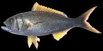 叉尾鲷(榄色细齿笛鲷)（Aphareus furca）图片