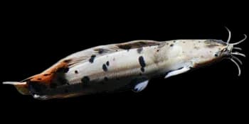 蟾胡鲶（Clarias batrachus）图片