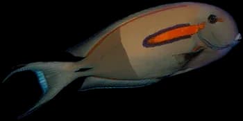 橙斑刺尾鱼（Acanthurus olivaceus）图片