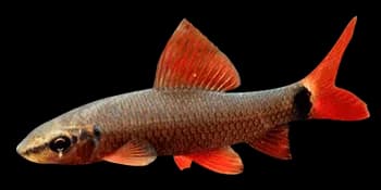 橙尾角鱼（Epalzeorhynchos frenatus）图片