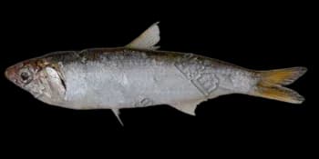 赤鼻棱鳀（Thryssa kammalensis）图片