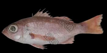 赤鯥（Doederleinia berycoides）图片