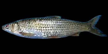 赤眼鳟（Squaliobarbus curriculus）图片