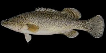 虫纹麦鳕鲈（Maccullochella peelii）图片