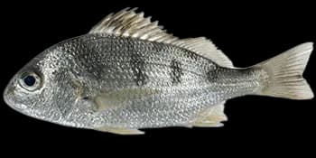 大斑石鲈（Pomadasys maculatus）图片