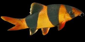大刺色鳅（Chromobotia macracanthus）图片