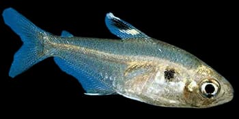 大颌细锯脂鲤（Pristella maxillaris）图片