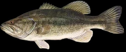 大口黑鲈（Micropterus salmoides）图片