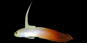 大口线塘鳢（Nemateleotris magnifica）图片