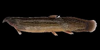 大鳞副泥鳅（Paramisgurnus dabryanus）图片