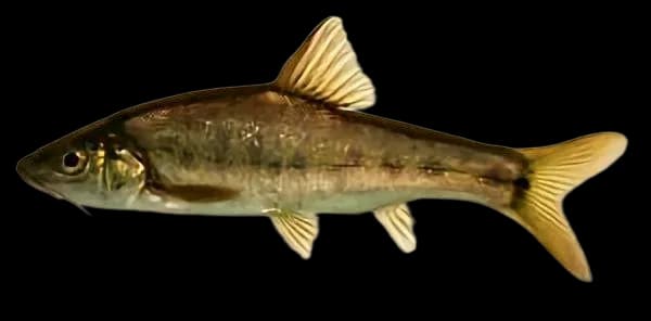 大鳞金线鲃（Sinocyclocheilus macrolepis）图片