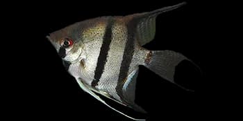 大神仙鱼（Pterophyllum scalare）图片