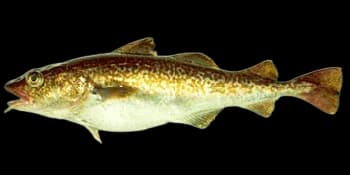 大头鳕（Gadus macrocephalus）图片