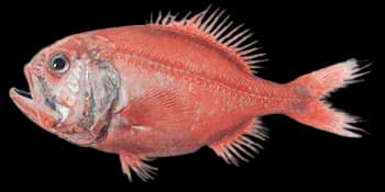 大西洋胸棘鲷（Hoplostethus atlanticus）图片