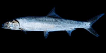 大眼海鲢（Elops machnata）图片