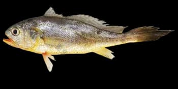 大黄鱼（Larimichthys crocea）图片