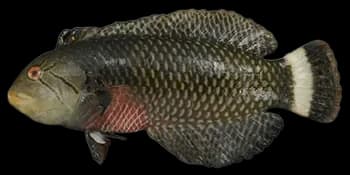 带尾美鳍鱼（Novaculichthys taeniourus）图片