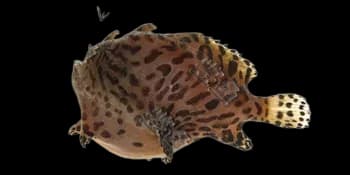 带纹躄鱼（Antennarius striatus）图片