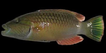 单带尖唇鱼（Oxycheilinus unifasciatus）图片