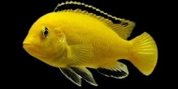 淡黑镊丽鱼（Labidochromis caeruleus）图片