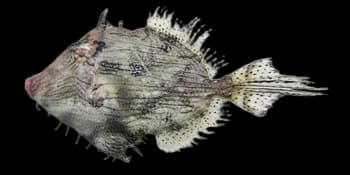 单棘棘皮鲀（Chaetodermis penicilligerus）图片