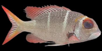 单列齿鲷（Monotaxis grandoculis）图片