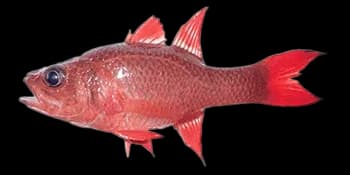 单色天竺鲷（Apogon unicolor）图片