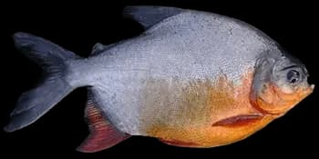 淡水红鲳（Piaractus brachypomus）图片