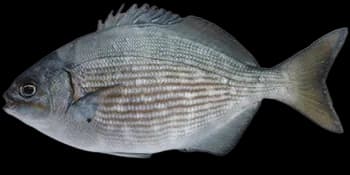 低鳍[鱼舵]（Kyphosus vaigiensis）图片