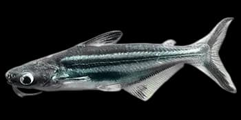 低眼无齿[鱼芒]（Pangasianodon hypophthalmus）图片