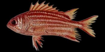点带棘鳞鱼（Sargocentron rubrum）图片
