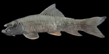 东方墨头鱼（Garra orientalis）图片