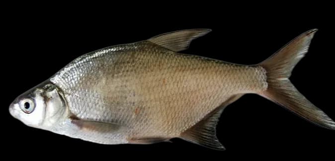 东方欧鳊（Abramis brama orientalis）图片