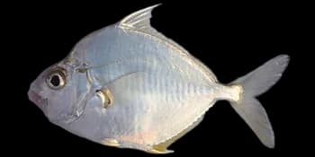 短棘鲾（Leiognathus equulus）图片