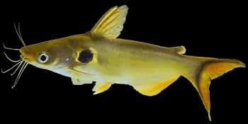 短体下眼鲿（Horabagrus brachysoma）图片