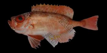 短尾大眼鲷（Priacanthus macracanthus）图片