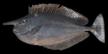 短吻鼻鱼（Naso brevirostris）图片