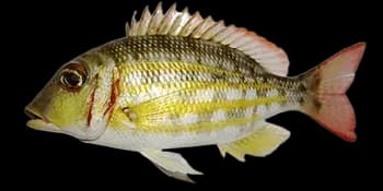 短吻裸颊鲷（Lethrinus ornatus）图片