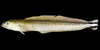 短吻弱棘鱼（Malacanthus brevirostris）图片