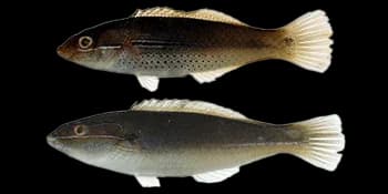 断纹紫胸鱼（Stethojulis terina）图片