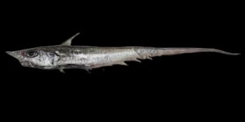 多棘腔吻鳕（Coelorinchus multispinulosus）图片