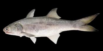 多鳞四指马鲅（Eleutheronema rhadinum）图片