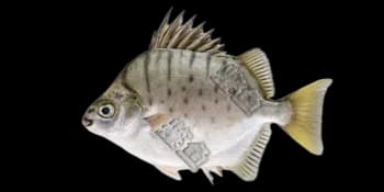 多纹钱蝶鱼（Selenotoca multifasciata）图片