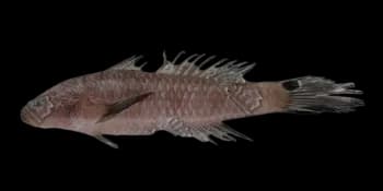 多须拟矛尾虾虎鱼（Parachaeturichthys polynema）图片