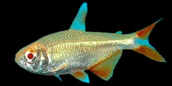 恩氏鲃脂鲤（Hyphessobrycon anisitsi）图片