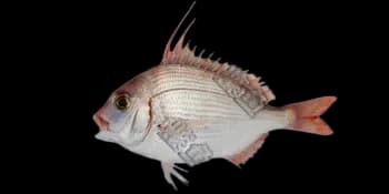 二长棘犁齿鲷（Evynnis cardinalis）图片