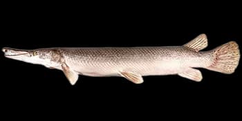纺锤骨雀鳝（Atractosteus spatula）图片