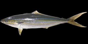 纺锤鰤（Elagatis bipinnulata）图片